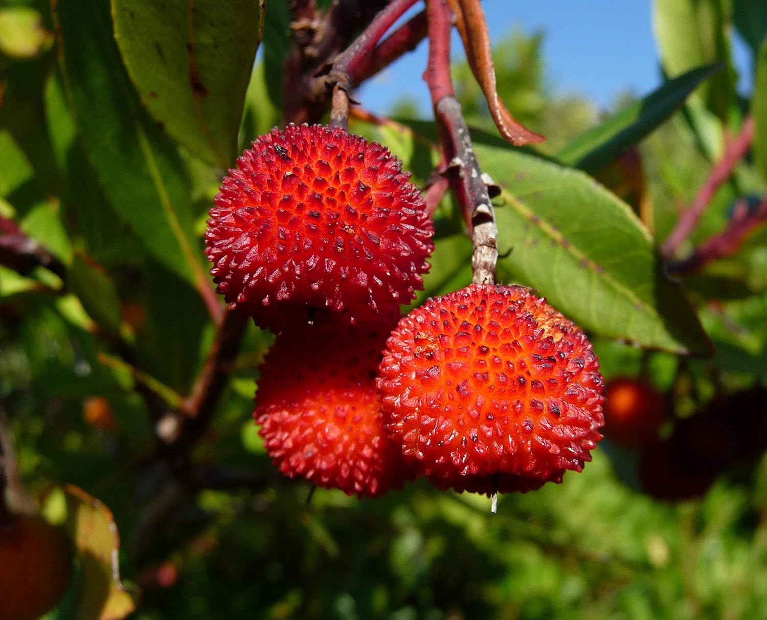 GMO Free Arbutus Fruit Seeds for Planting - Red Color Variety, Heirloom Seeds for Home Garden